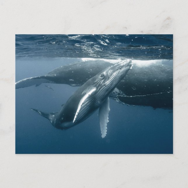 Cutest Baby Animals | Humpback Whale Calf Postkarte (Vorderseite)
