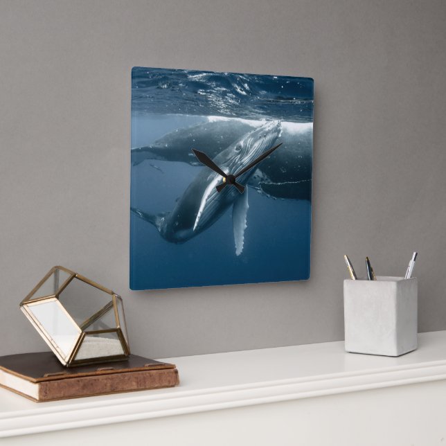 Cutest Baby Animals | Humpback Whale Calf Quadratische Wanduhr (Büro)