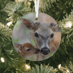 Cutest Baby Animals   Key Deer Stag & Fawn Ornament Aus Glas