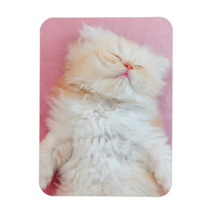 Cutest Baby Animals Lovely Kitten Sleeping Magnet
