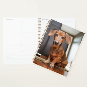 Cutest Baby Animals Mini Dachshund Puppy
