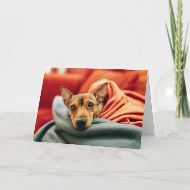 Cutest Baby Animals | Miniature Pinscher Karte (Vorderseite)