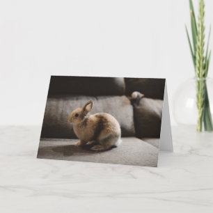 Cutest Baby Animals Netherland Dwarf Rabbit Karte