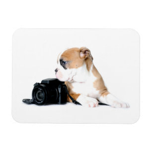 Cutest Baby Animals Old Tyme British Bulldog Magnet