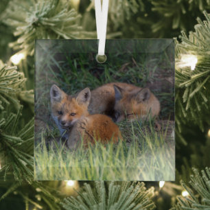 Cutest Baby Animals Pair of Red Fox Kit Siblings Ornament Aus Glas