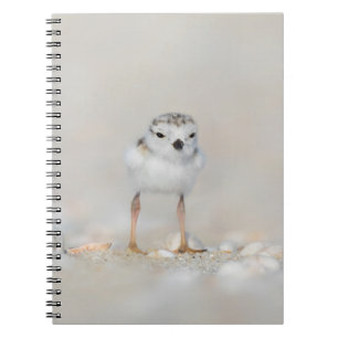 Cutest Baby Animals   Piping Plover Chick Notizblock