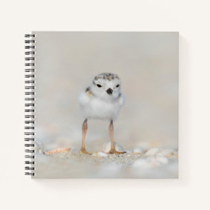 Cutest Baby Animals   Piping Plover Chick Notizbuch