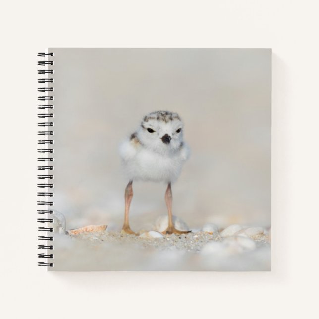 Cutest Baby Animals | Piping Plover Chick Notizbuch (Vorderseite)
