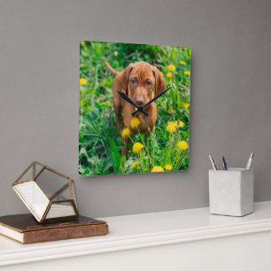 Cutest Baby Animals Pointer Puppy Quadratische Wanduhr