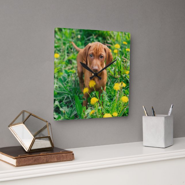 Cutest Baby Animals | Pointer Puppy Quadratische Wanduhr (Büro)