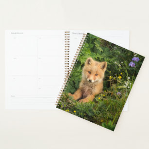 Cutest Baby Animals Red Fox at Umnak Alaska