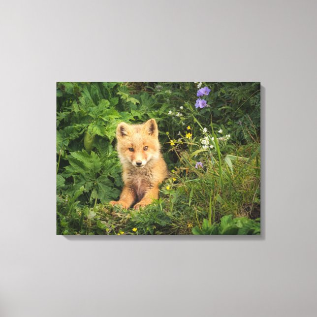 Cutest Baby Animals | Red Fox at Umnak Alaska Leinwanddruck (Vorderseite)