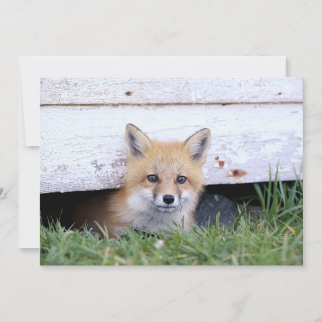 Cutest Baby Animals | Red Fox Kit Peeking Dankeskarte (Vorderseite)