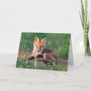 Cutest Baby Animals Red Fox Kit Relaxing Karte