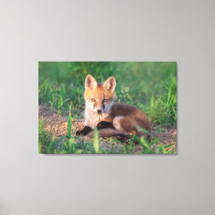 Cutest Baby Animals Red Fox Kit Relaxing Leinwanddruck