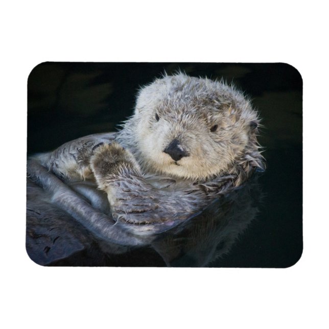 Cutest Baby Animals | Sea Otter Floating Magnet (Horizontal)