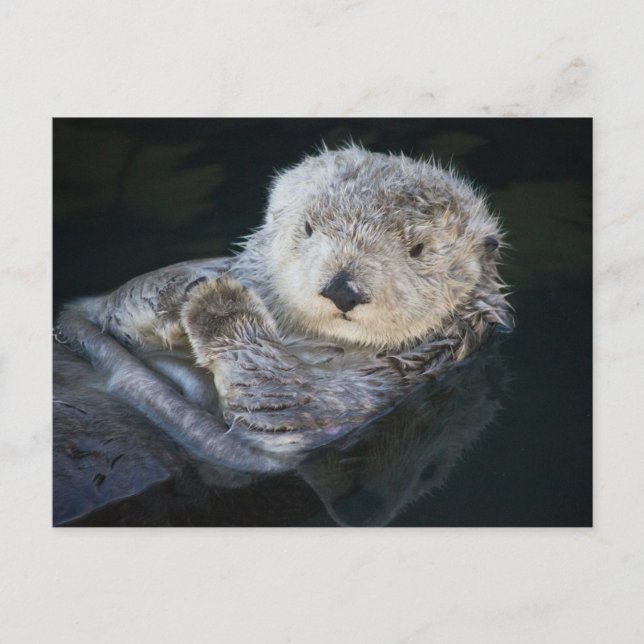 Cutest Baby Animals | Sea Otter Floating Postkarte (Vorderseite)