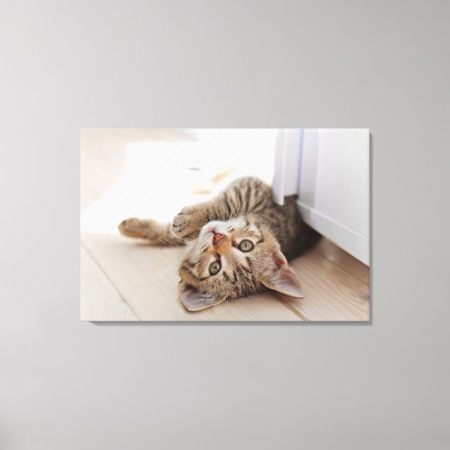 Cutest Baby Animals | Shorthair Tabby Kitten Leinwanddruck (Vorderseite)