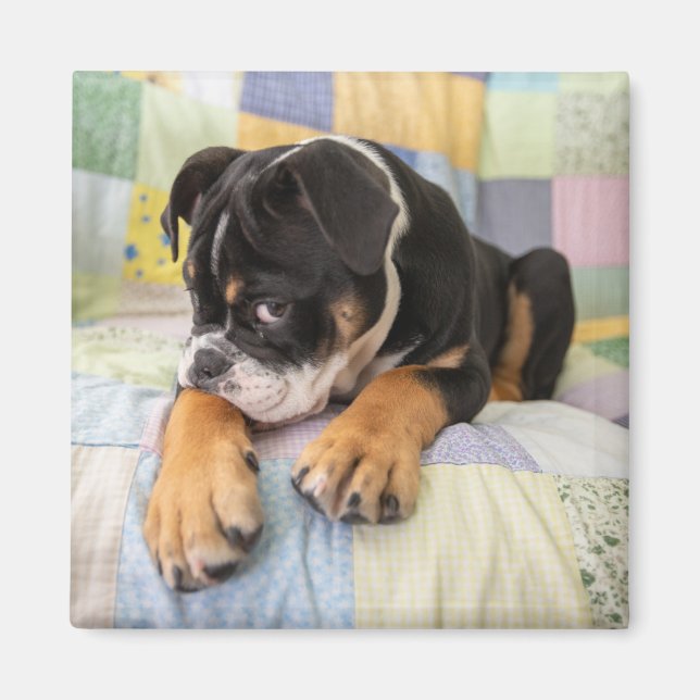 Cutest Baby Animals | Shy Old English Bulldog Magnet (Vorne)