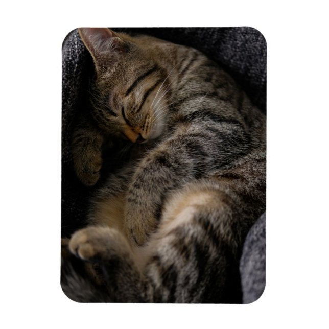 Cutest Baby Animals | Sleeping Tabby Cat Magnet (Vertikal)