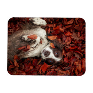 Cutest Baby Animals   Spaniel in Autumn Leaves Magnet
