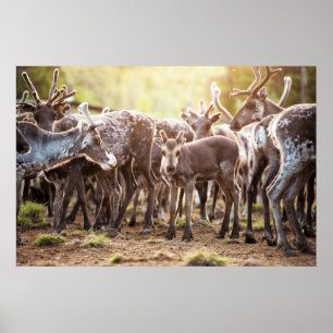 Cutest Baby Animals   Svalbard Reindeer Poster