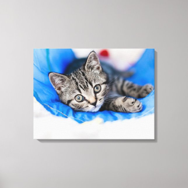 Cutest Baby Animals | Tabby Kitten in Play Tunnel Leinwanddruck (Vorderseite)