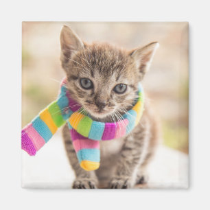 Cutest Baby Animals Tabby Kitten Rainbow Scarf Magnet