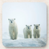 Cutest Baby Animals | Three Young Polar Bears