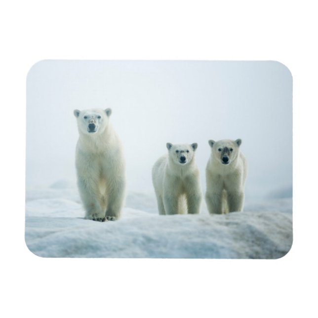 Cutest Baby Animals | Three Young Polar Bears Magnet (Horizontal)