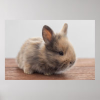 Cutest Baby Animals | Tiny Baby Bunny