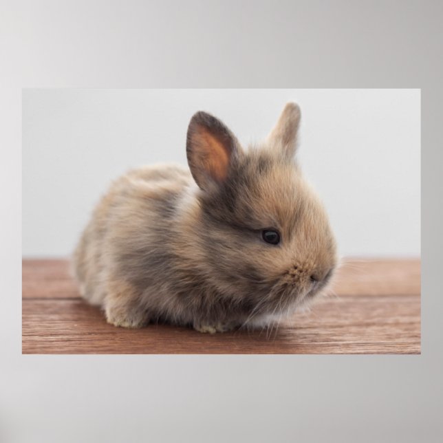 Cutest Baby Animals | Tiny Baby Bunny Poster (Vorne)