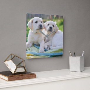 Cutest Baby Animals Yellow Labrador Retrievers Quadratische Wanduhr