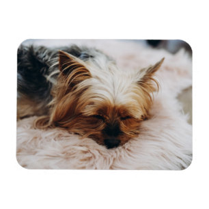 Cutest Baby Animals   Yorkshire Terrier Magnet