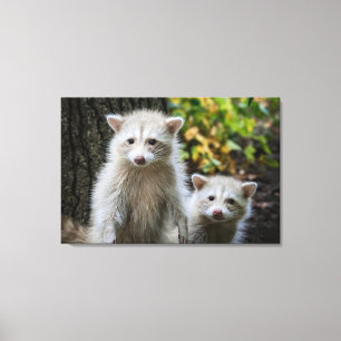 Cutest Baby Animals Young Blonde Raccoons Leinwanddruck