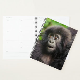 Cutest Baby Animals   Young Mountain Gorilla Planer