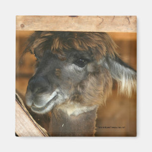 Cutey Lama-Vieh-Fotografie-Magnet Magnet