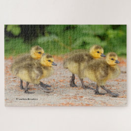 Cutness on Parade: Goose Goslings