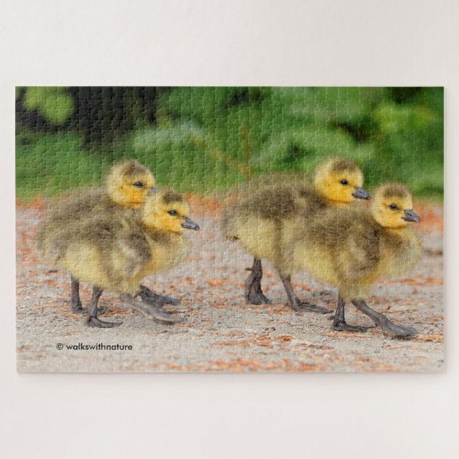 Cutness on Parade: Goose Goslings (Horizontal)