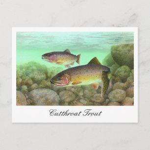 Cutthroat Trout Malerei Postkarte