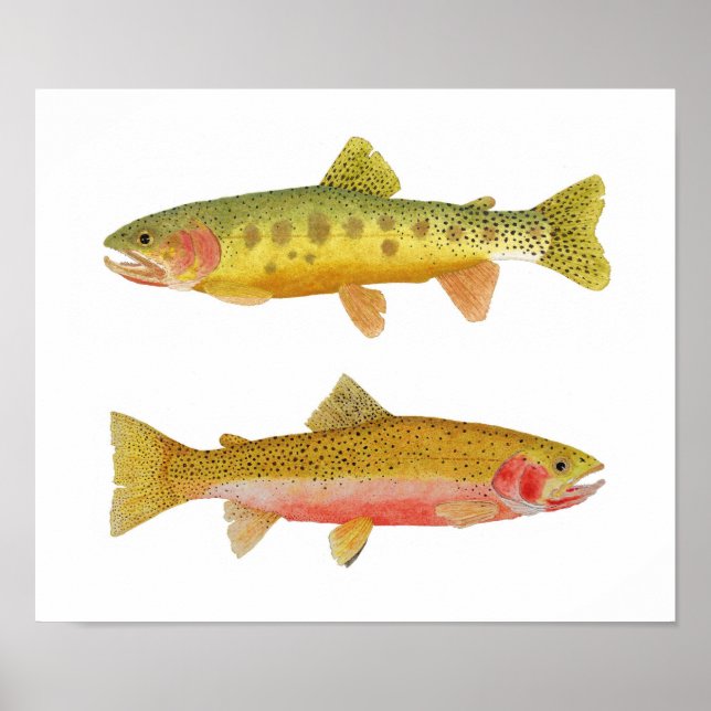 Cutthroat Trout Poster (Vorne)