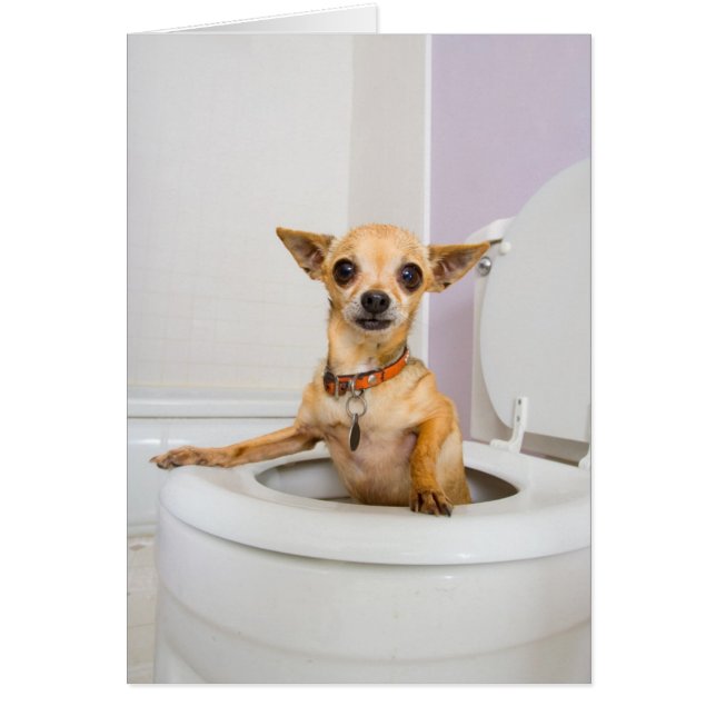 Cuvette des toilettes (l'eau a été vidangée) (Devant)