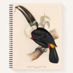 Cuvier-Tukan-Druck: Vintage Tropischer Vogel Notizbuch