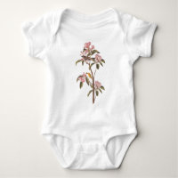 Cuvier's Kinglet Audubon Bird auf rosa Blume