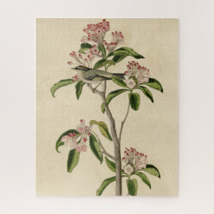 Cuvier's Kinglet (Cuvier's Regulus) Audubon Birds