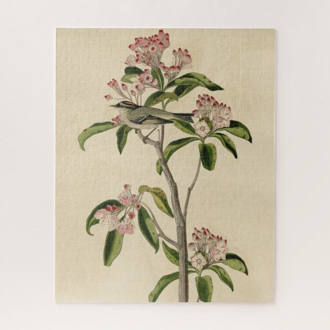 Cuvier's Kinglet (Cuvier's Regulus) Audubon Birds (Vertikal)