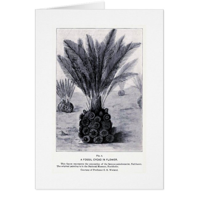 Cycad fossile dans la carte d'art floral (Devant)