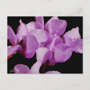 Cyclamen Coum Postcard Postkarte