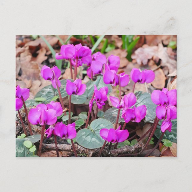 Cyclamen Coum Postcard Postkarte (Vorderseite)
