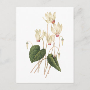 Cyclamen (Cyclamen-SP.) durch Redouté Postkarte